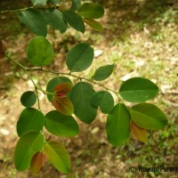 Breynia vitis-idaea (Burm.f.) C.E.C.Fisch.